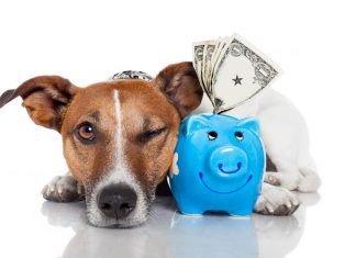 Descubra quais São os 5 Maiores Gastos com os PETS e Saiba Como Economizar