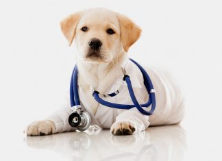 Aprenda essas 3 estratégias para divulgar uma clínica de pets