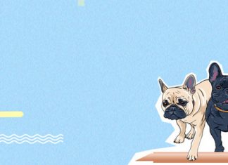 Aprenda como gerenciar a vida do seu pet com o aplicativo My Pet