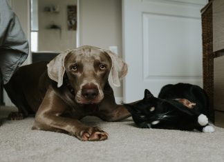 Caixa Econômica Federal oferece seguro para cães e gatos seguro para cães e gatos
