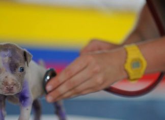 plano de assistência para pet